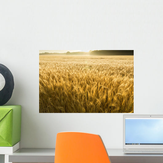 Misty Sunrise Over Golden Wheat Field in Central Kansas Wall Mural