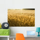 Misty Sunrise Over Golden Wheat Field in Central Kansas Wall Mural
