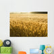 Misty Sunrise Over Golden Wheat Field in Central Kansas Wall Mural