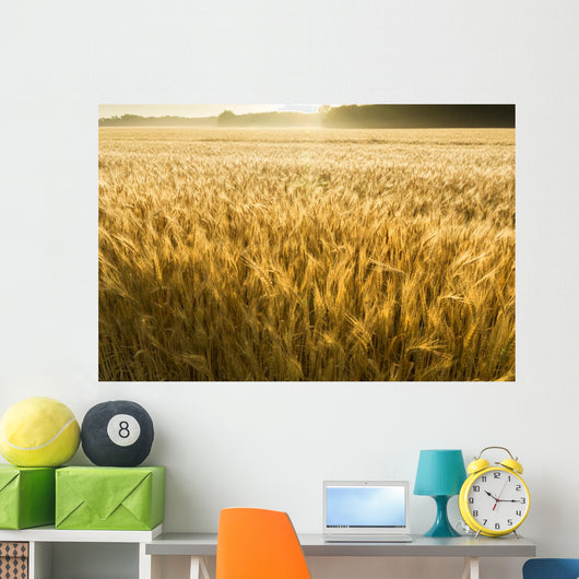 Misty Sunrise Over Golden Wheat Field in Central Kansas Wall Mural