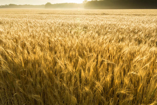Misty Sunrise Over Golden Wheat Field in Central Kansas Wall Mural
