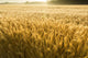 Misty Sunrise Over Golden Wheat Field in Central Kansas Wall Mural