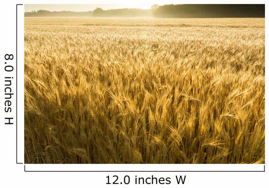 Misty Sunrise Over Golden Wheat Field in Central Kansas Wall Mural