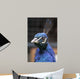 Pavo Real