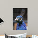 Pavo Real