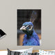 Pavo Real