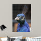 Pavo Real