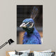 Pavo Real