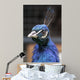 Pavo Real
