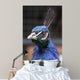 Pavo Real
