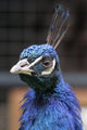 Pavo Real