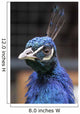 Pavo Real