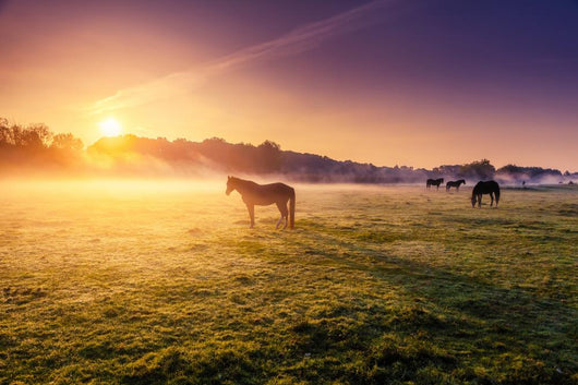 horses grazing on pasture Wall Mural