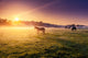 horses grazing on pasture Wall Mural