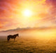 horses grazing on pasture Wall Mural