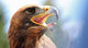 mighty Eagle with its beak wide open Wall Mural