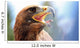 mighty Eagle with its beak wide open Wall Mural