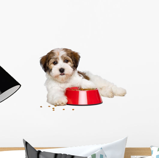 Happy Havanese Puppy Dog