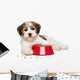 Happy Havanese Puppy Dog
