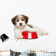 Happy Havanese Puppy Dog