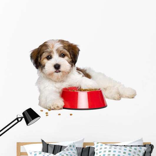 Happy Havanese Puppy Dog