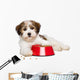 Happy Havanese Puppy Dog