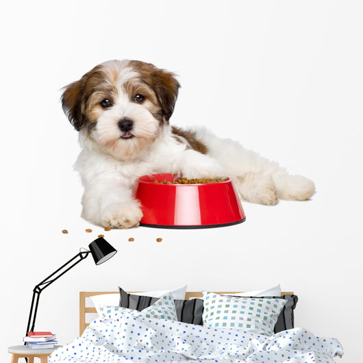 Happy Havanese Puppy Dog