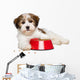 Happy Havanese Puppy Dog