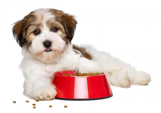 Happy Havanese Puppy Dog