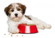 Happy Havanese Puppy Dog