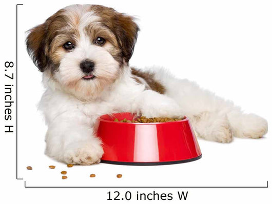 Happy Havanese Puppy Dog
