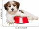 Happy Havanese Puppy Dog