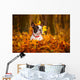 Portrait of french bulldog in autumnal scenery Wall Mural