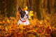 Portrait of french bulldog in autumnal scenery Wall Mural