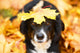 Black dog and maple leaf, autumn Wall Mural