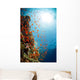 Red Sea Underwater Wall Mural