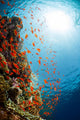Red Sea Underwater Wall Mural