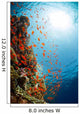 Red Sea Underwater Wall Mural