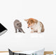 Kitten Frightened Dog White