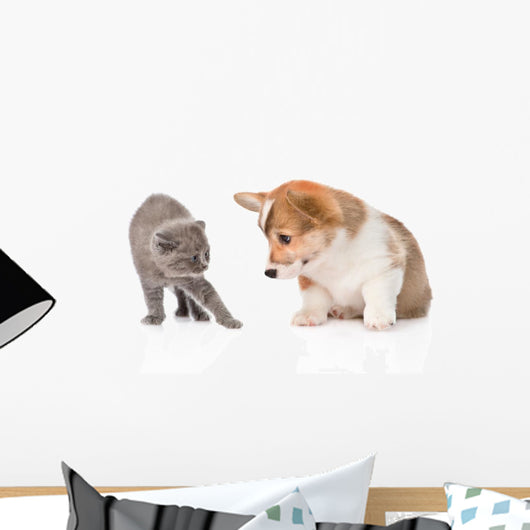 Kitten Frightened Dog White