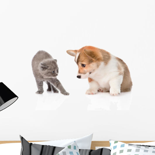 Kitten Frightened Dog White
