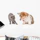 Kitten Frightened Dog White