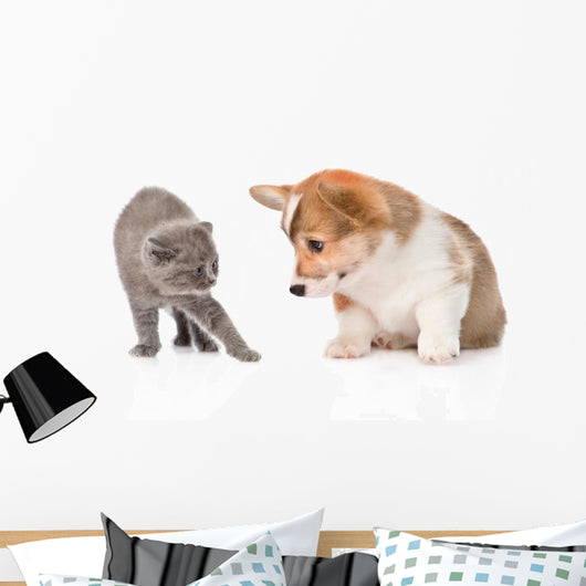 Kitten Frightened Dog White
