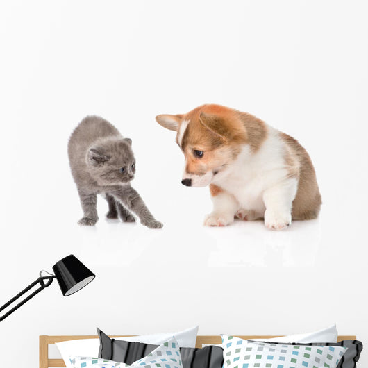 Kitten Frightened Dog White