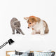 Kitten Frightened Dog White