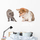 Kitten Frightened Dog White