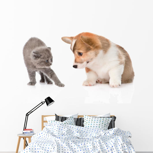 Kitten Frightened Dog White