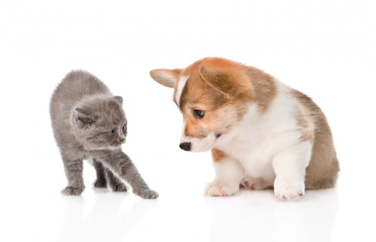 Kitten Frightened Dog White