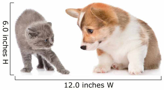 Kitten Frightened Dog White