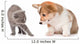 Kitten Frightened Dog White